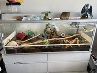 Terrarium 