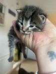 super fina kattungar 