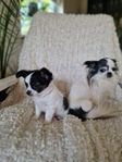 chihuahua söker familj 