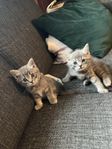 kattungar 8v 
