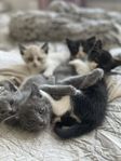 Ragdollmixkattunge