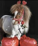 mini hingst