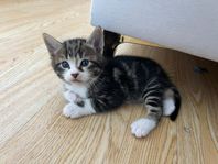Lekfulla Katter