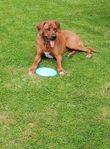 Ridgeback