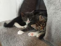 2 kattungar säljes 22-24/8 - båda tingade