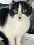 Kattunge 13 veckor 