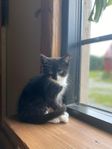 Supersnäll kattunge