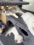 Ragdoll kattungar 