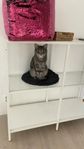 Katt