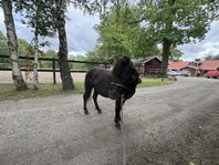 2årig shettis