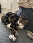 katt