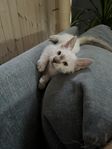 Fantastisk La perm kattunge hane - lev klar 2/9