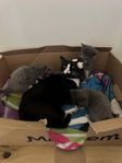 Kattungar 