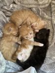Kattungar! 