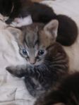 2 st kattungar 