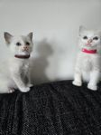 Ragdoll kattungar med Stamtavla Sverak