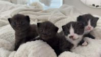 Kattungar