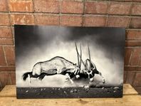 Canvas tavla