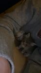 noskskogs katt/bonkatt/okänd ras 