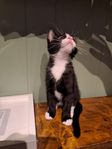 Kattunge