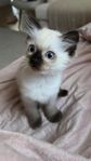Ragdoll Kattunge
