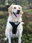 Hund