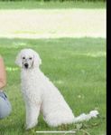 extramatte/husse goldendoodle