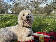 extramatte/husse goldendoodle