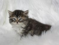Hyggelig, a k a Hilda, Sibirisk kattunge med stamtavla