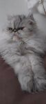 chinchilla perser 