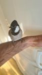irakisk bulbul