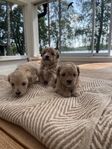 Maltipoo valpar 