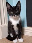 Kattungar
