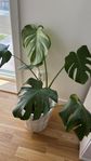 Monstera