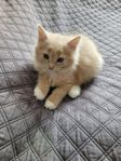 Kattunge ( hane ) söker sitt nya hem, snart redo för flytt