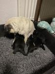 Mops valpar