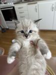 kattunge Ragdoll - brittisk korthårig 