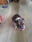 engelsk bulldog tik