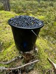 Blåbär handplockade och fint handrensade