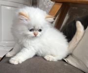 Kattungen Bobo