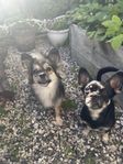 2 Chihuahua blandras syskon (Tikar)
