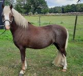 Welsh Mountain hingst