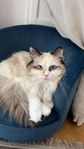 katt