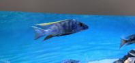 malawi ciklider 