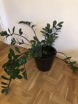 Garderobsblomma med kruka.