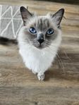 Mysigaste katten.
