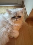 kattungar 