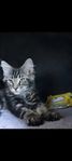 maine coon