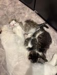 Maine coon Ragdoll/Bondkatt kattungar.