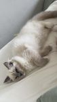Ragdoll katt